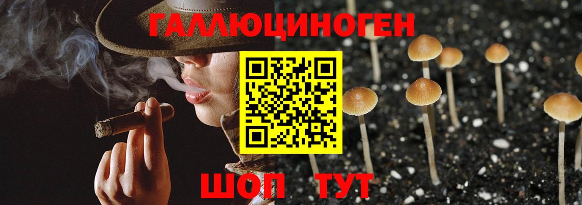 Галлюциногенные грибы Psilocybe Гурьевск